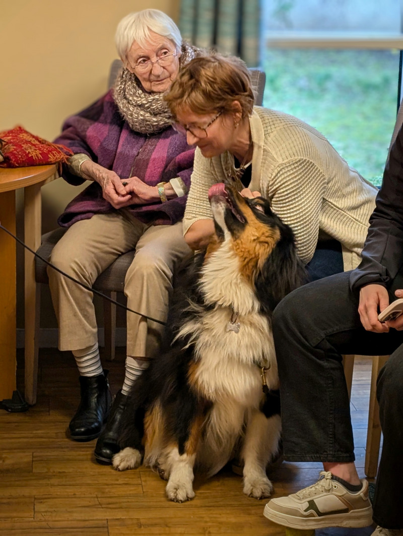 Médiation animale
