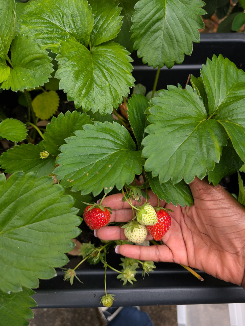 Potager