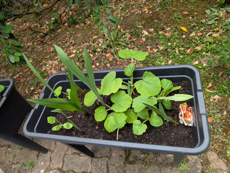 Potager