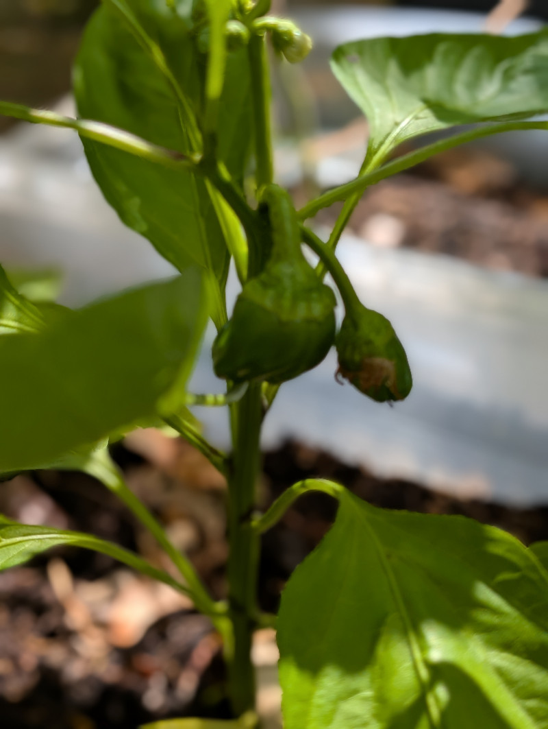Potager