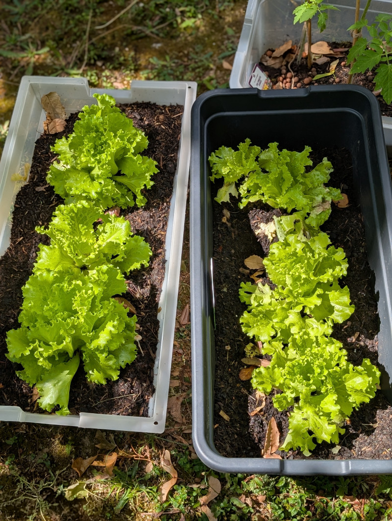Potager
